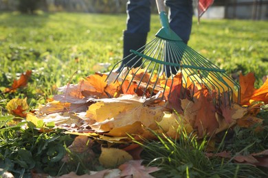 Woman raking fall leaves in park, closeup