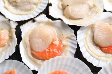 Photo of Fresh raw scallops with shells on black textured table, flat lay