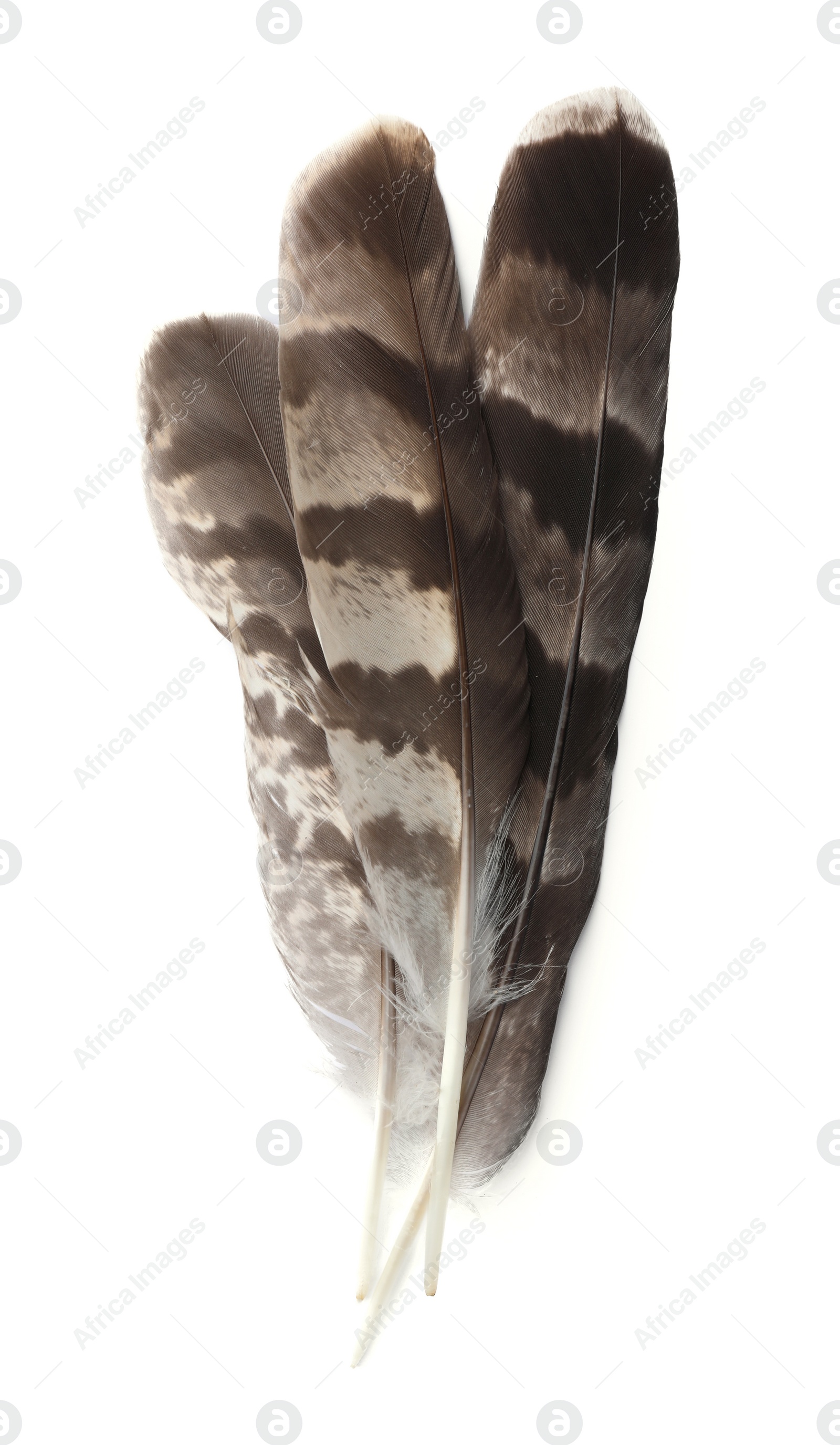 Photo of Three beautiful bird feathers isolated on white, top view