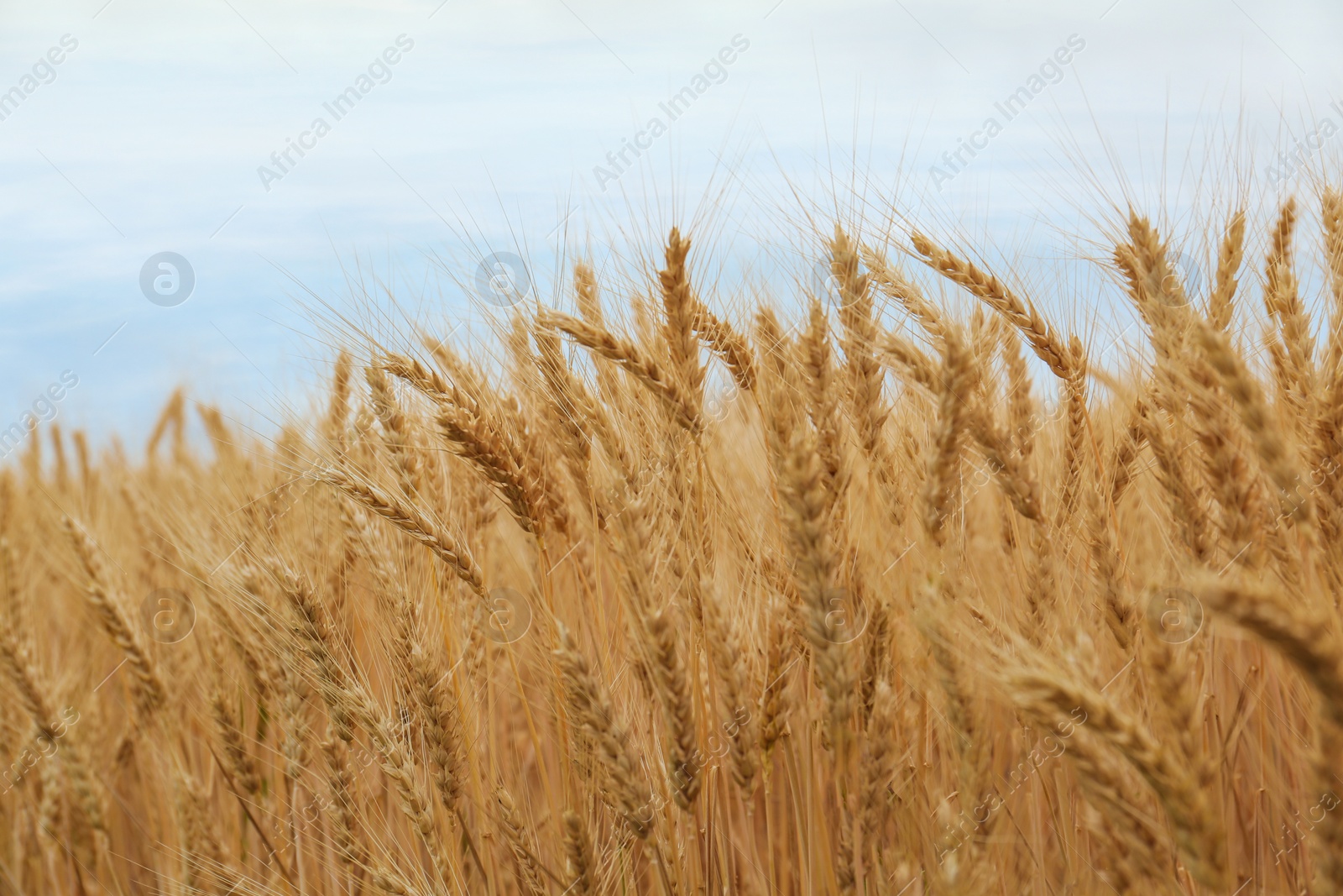 Photo of Beautiful ripe wheat spikes in agricultural field