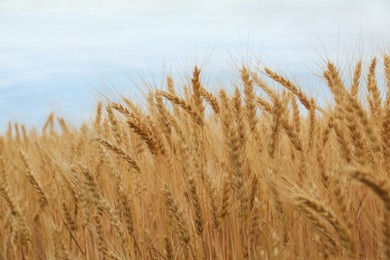 Beautiful ripe wheat spikes in agricultural field