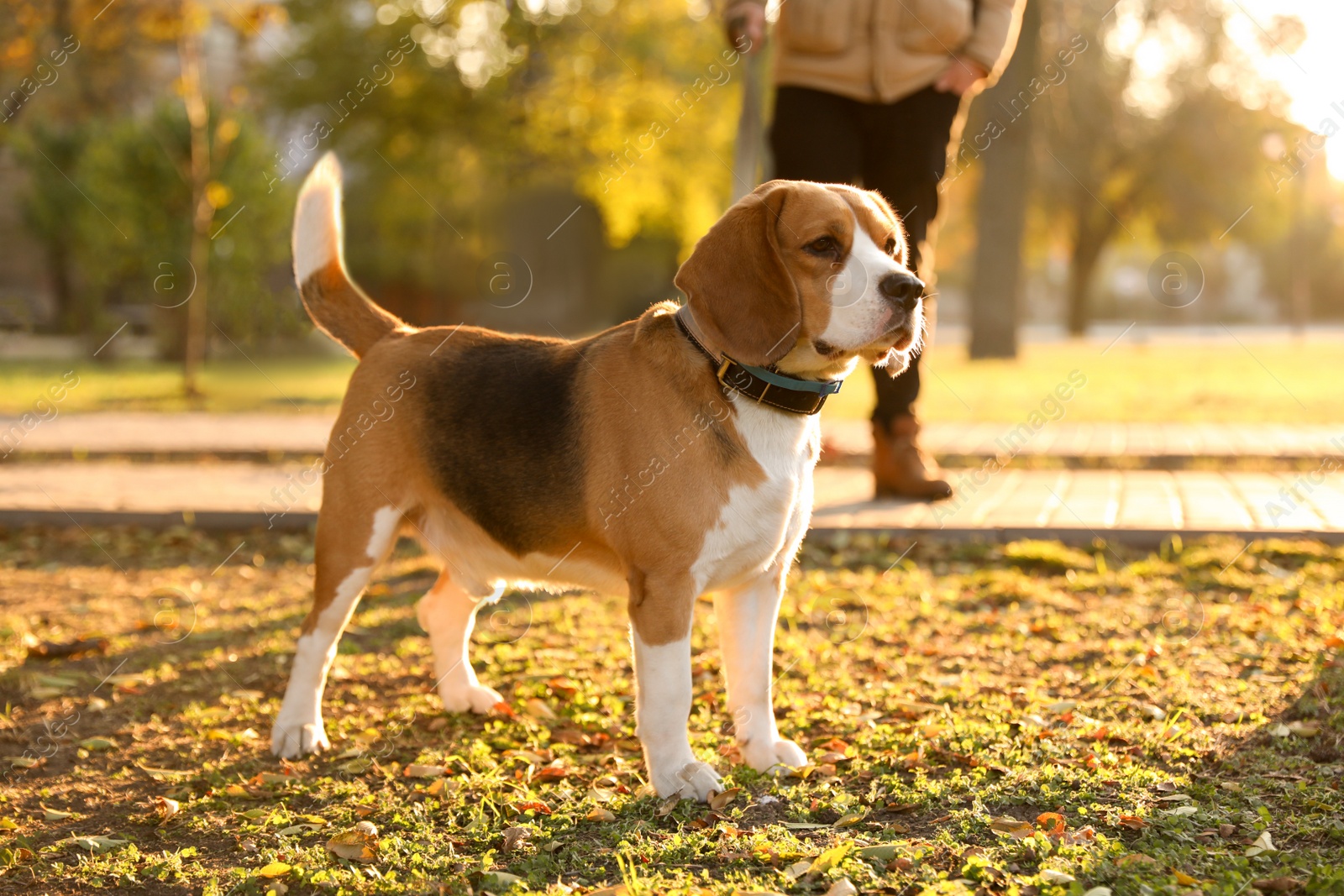 Photo of Man walking his cute Beagle dog in autumn park