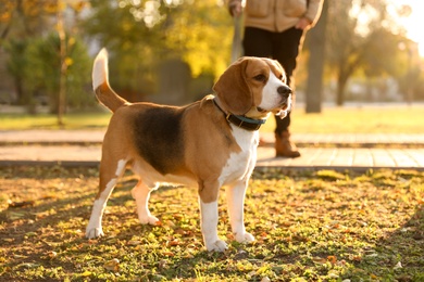 Man walking his cute Beagle dog in autumn park