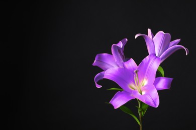 Violet lily flowers on black background, closeup. Funeral attributes