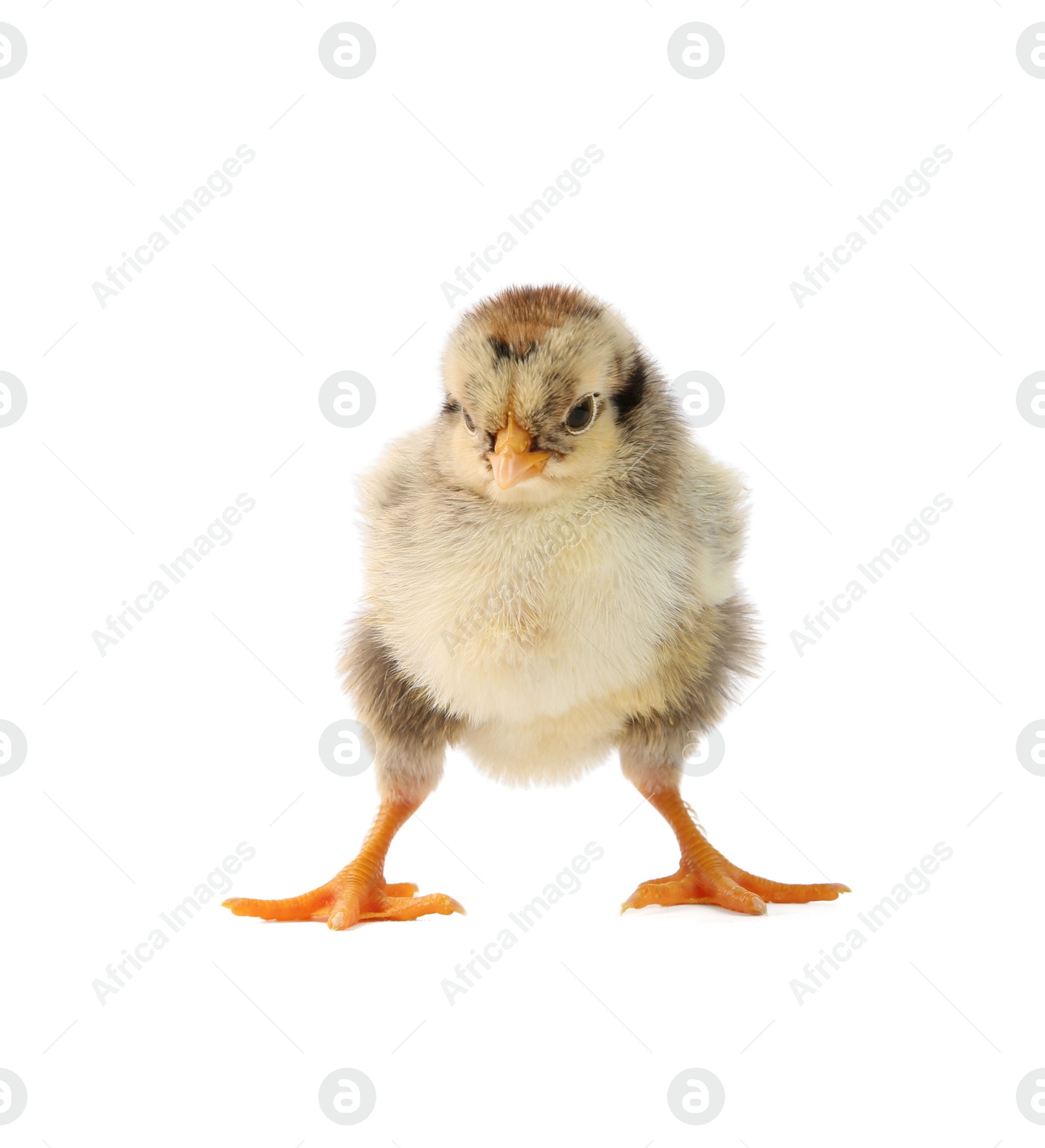 Photo of One cute chick isolated on white. Baby animal