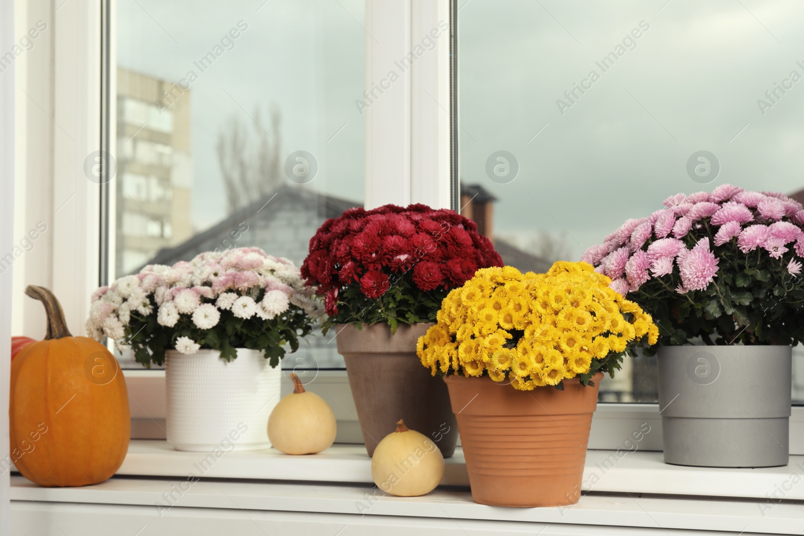 Photo of Beautiful potted chrysanthemum flowers and pumpkins on windowsill indoors