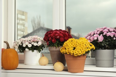 Beautiful potted chrysanthemum flowers and pumpkins on windowsill indoors