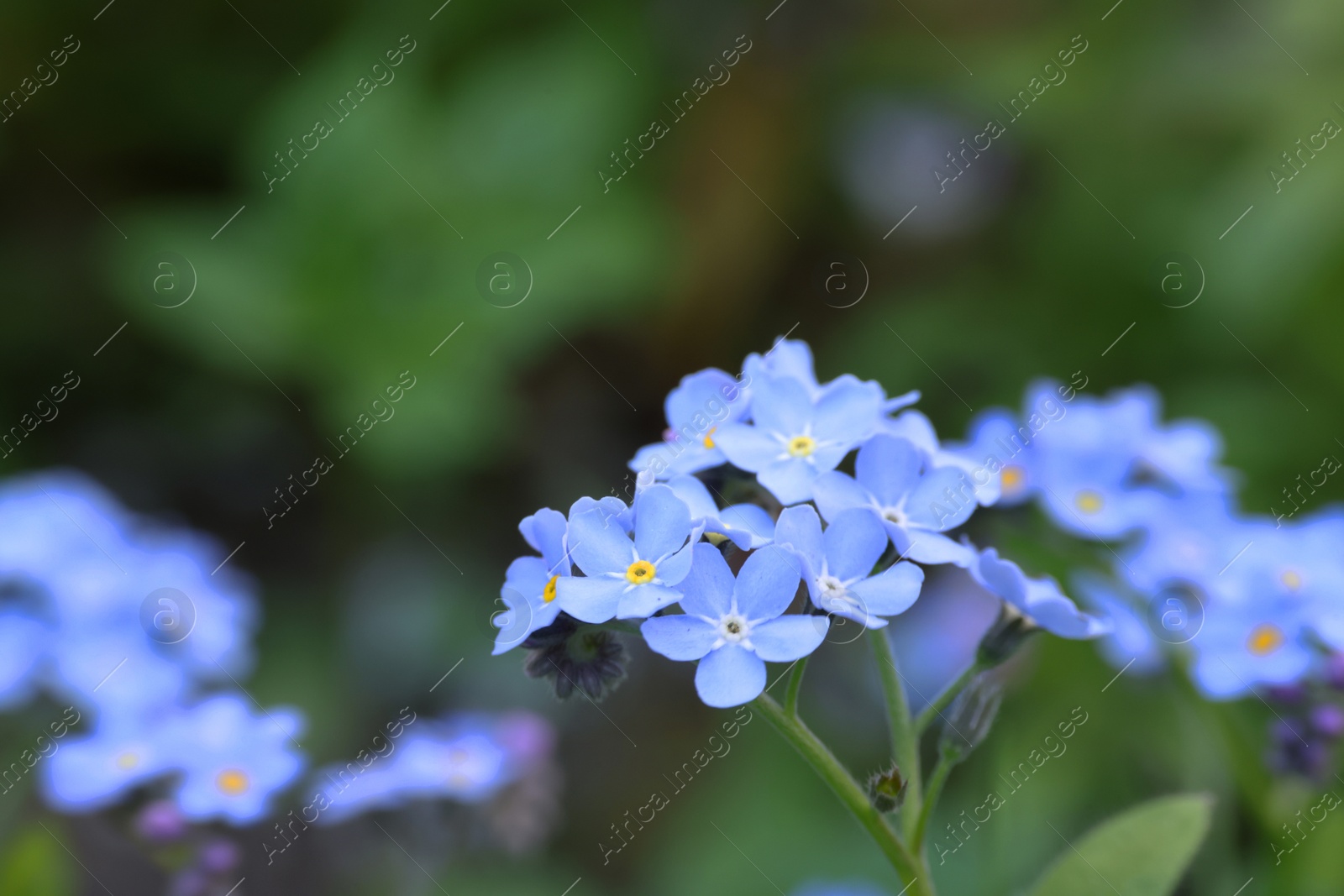 Photo of Beautiful forget-me-not flowers growing outdoors, space for text. Spring season