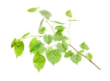 Photo of Branch of linden tree with young fresh green leaves isolated on white. Spring season