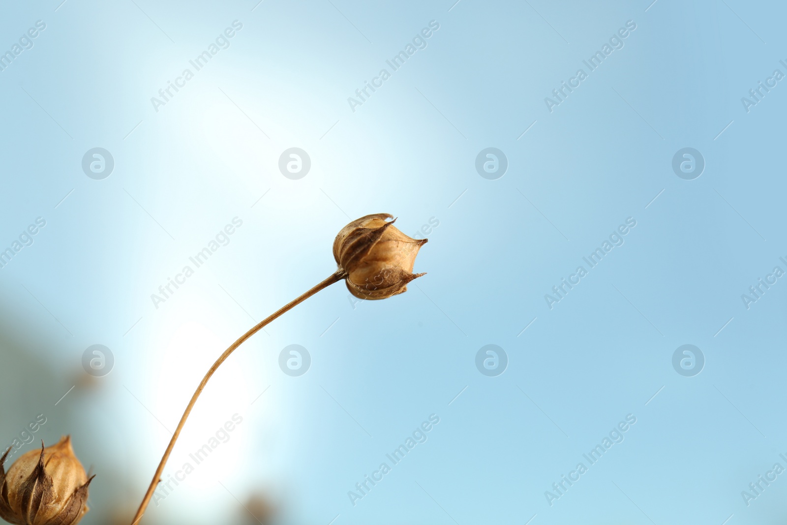 Photo of Beautiful dry flax plants against blurred background, closeup. Space for text