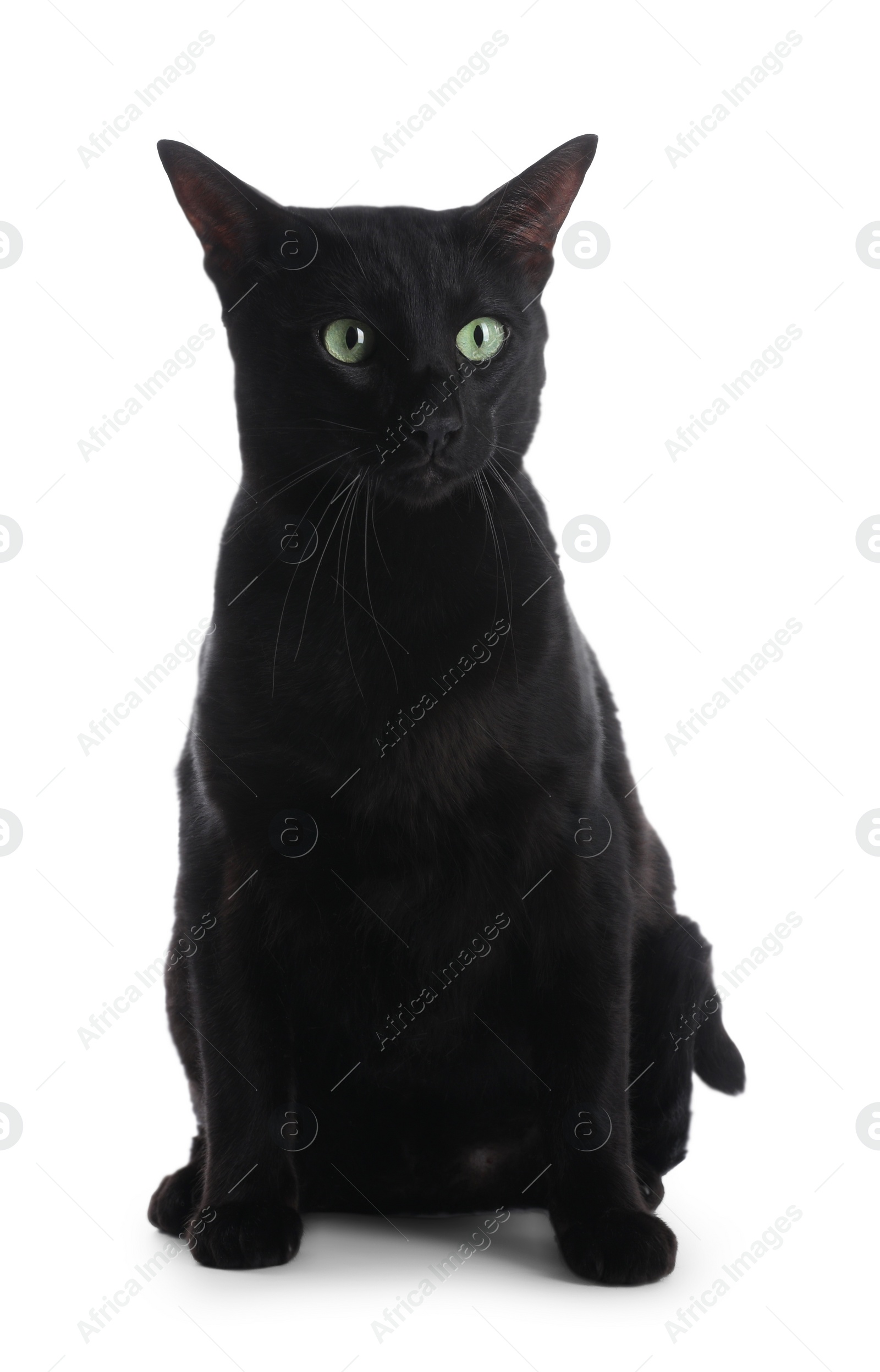 Photo of Adorable black cat with green eyes on white background. Lovely pet