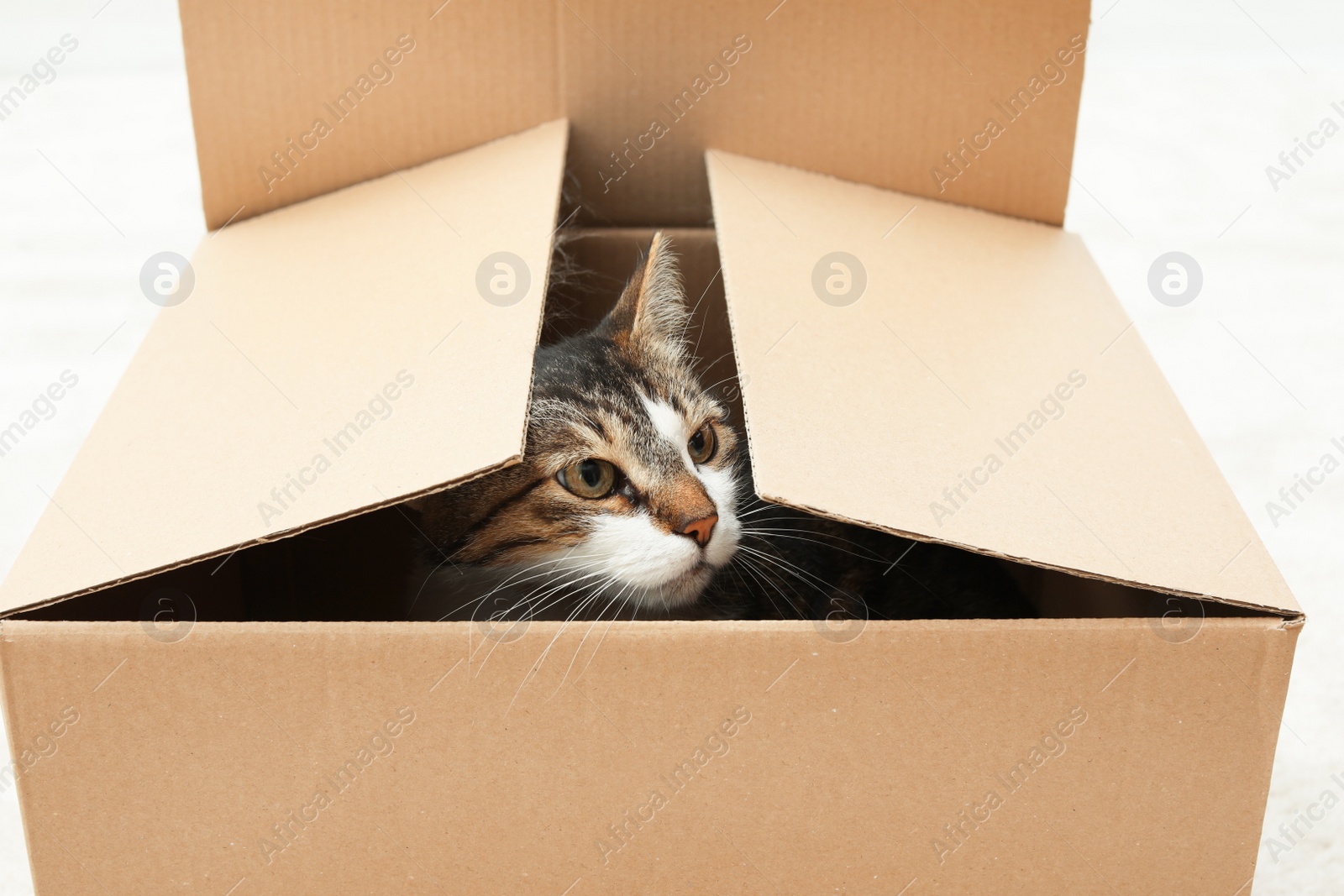 Photo of Curious cat looking out of box at home