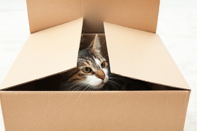 Curious cat looking out of box at home