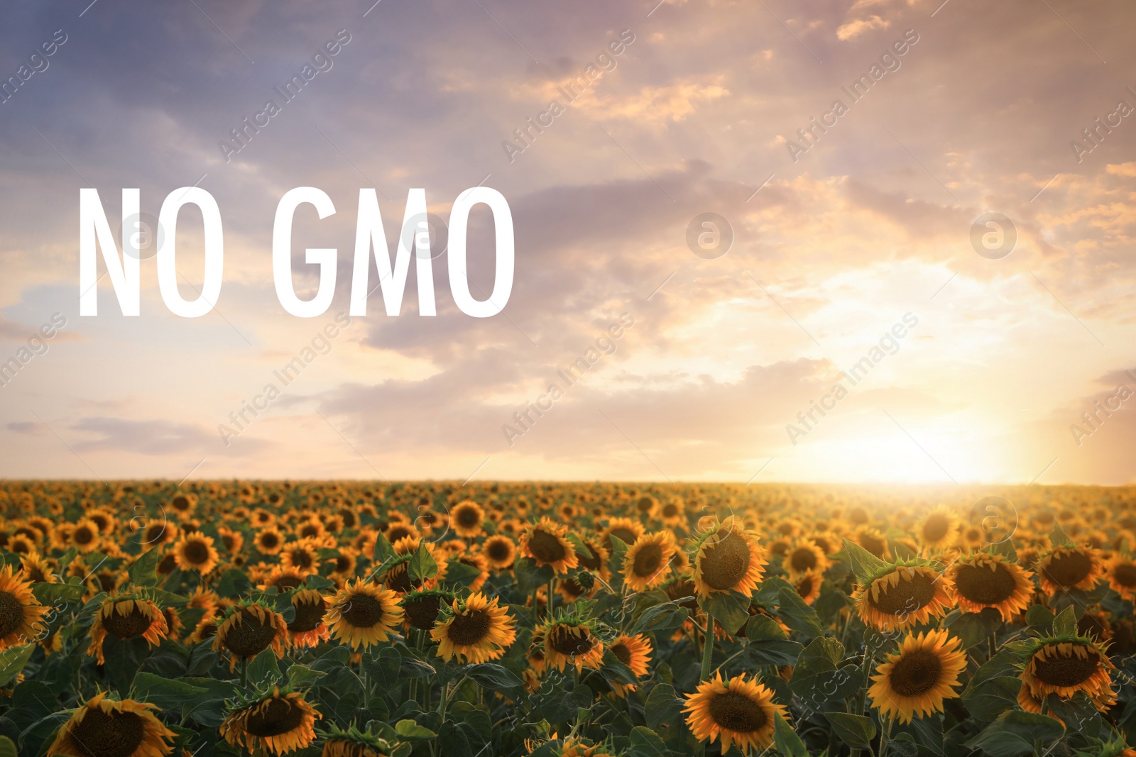 Image of Concept of GMO free harvest. Beautiful view of field with sunflowers at sunset