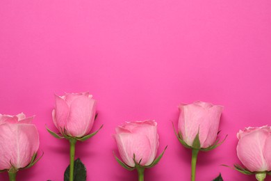 Photo of Beautiful roses on bright pink background, top view. Space for text