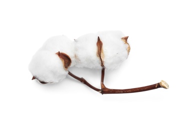 Photo of Beautiful fluffy cotton flowers on white background