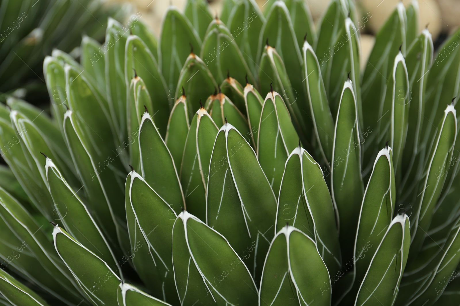 Photo of Beautiful green agave growing outdoors, closeup. Succulent plant