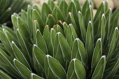 Photo of Beautiful green agave growing outdoors, closeup. Succulent plant
