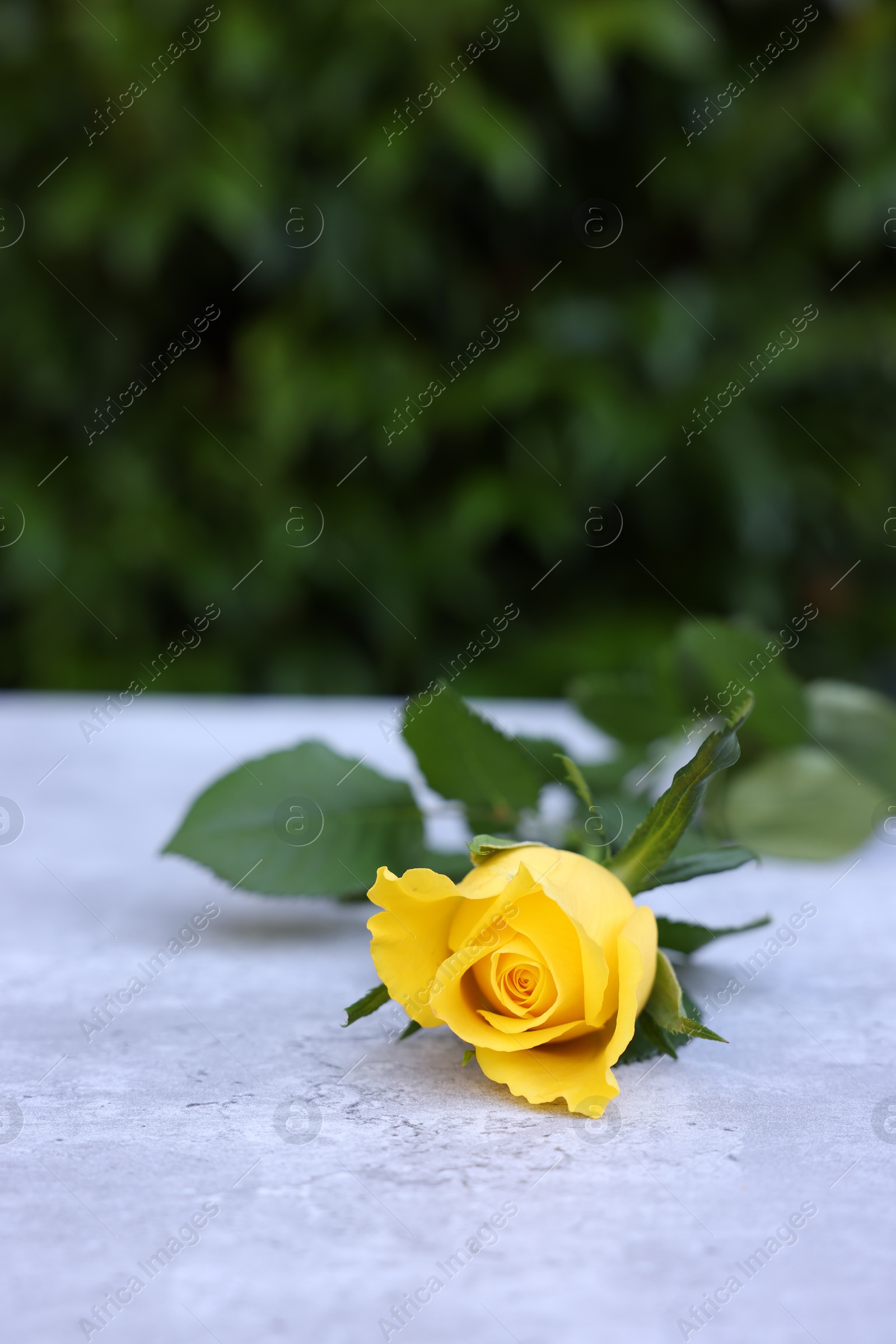 Photo of Beautiful yellow rose on light table outdoors, space for text