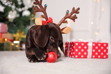 Photo of Cute dog wearing reindeer headband with Christmas ball in room