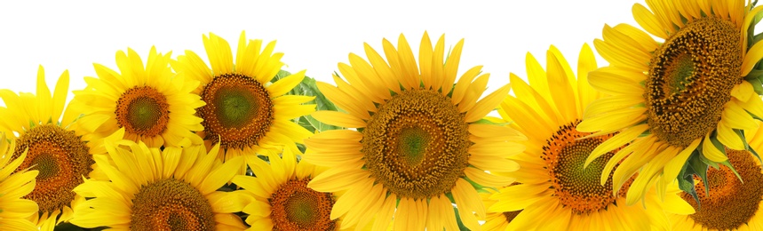 Image of Many bright sunflowers on white background. Banner design 