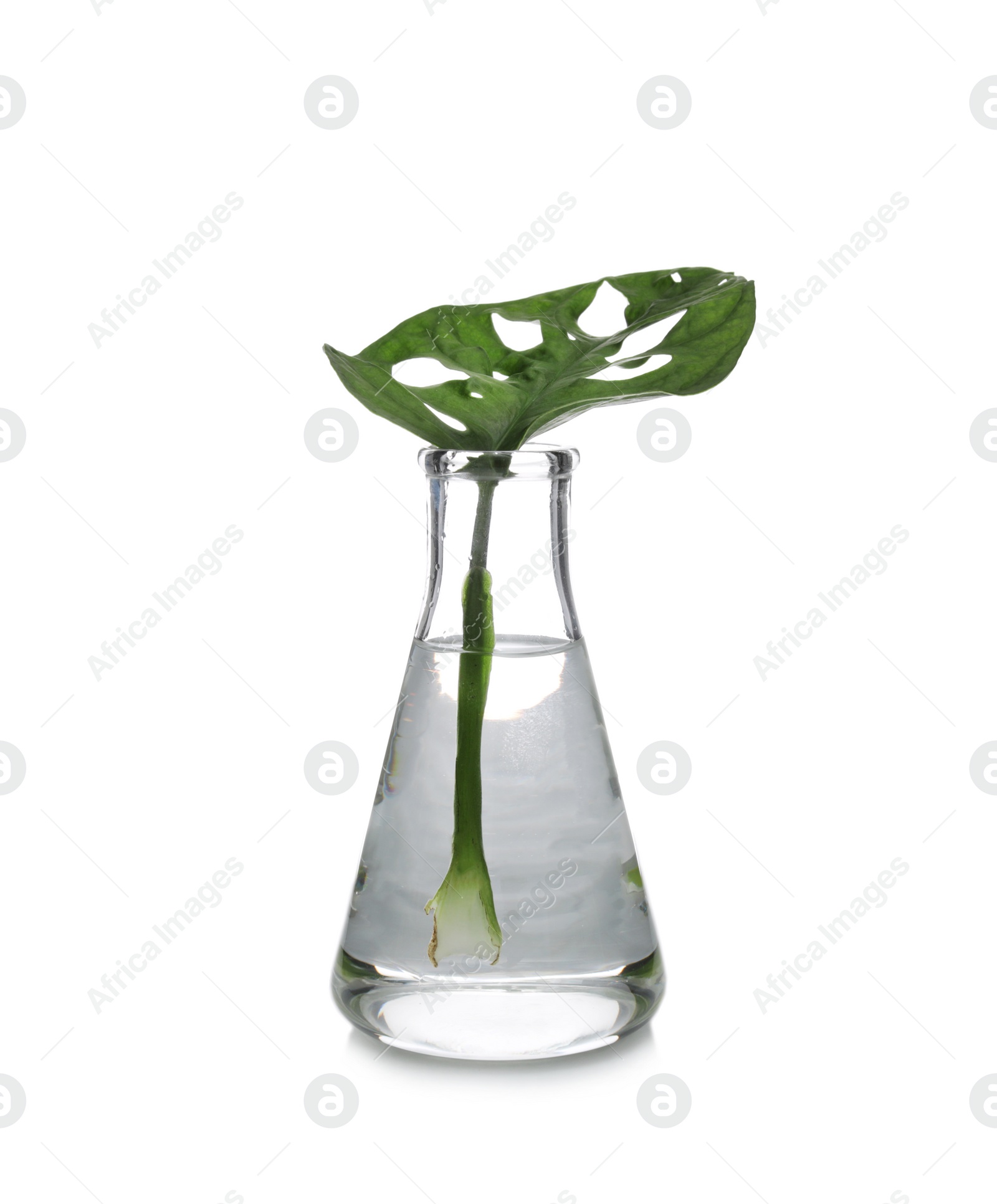 Photo of Flask with exotic plant isolated on white. Organic chemistry