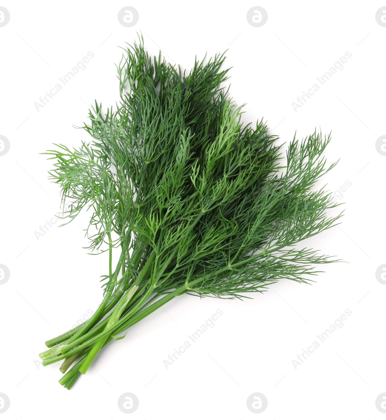 Photo of Bunch of fresh dill isolated on white