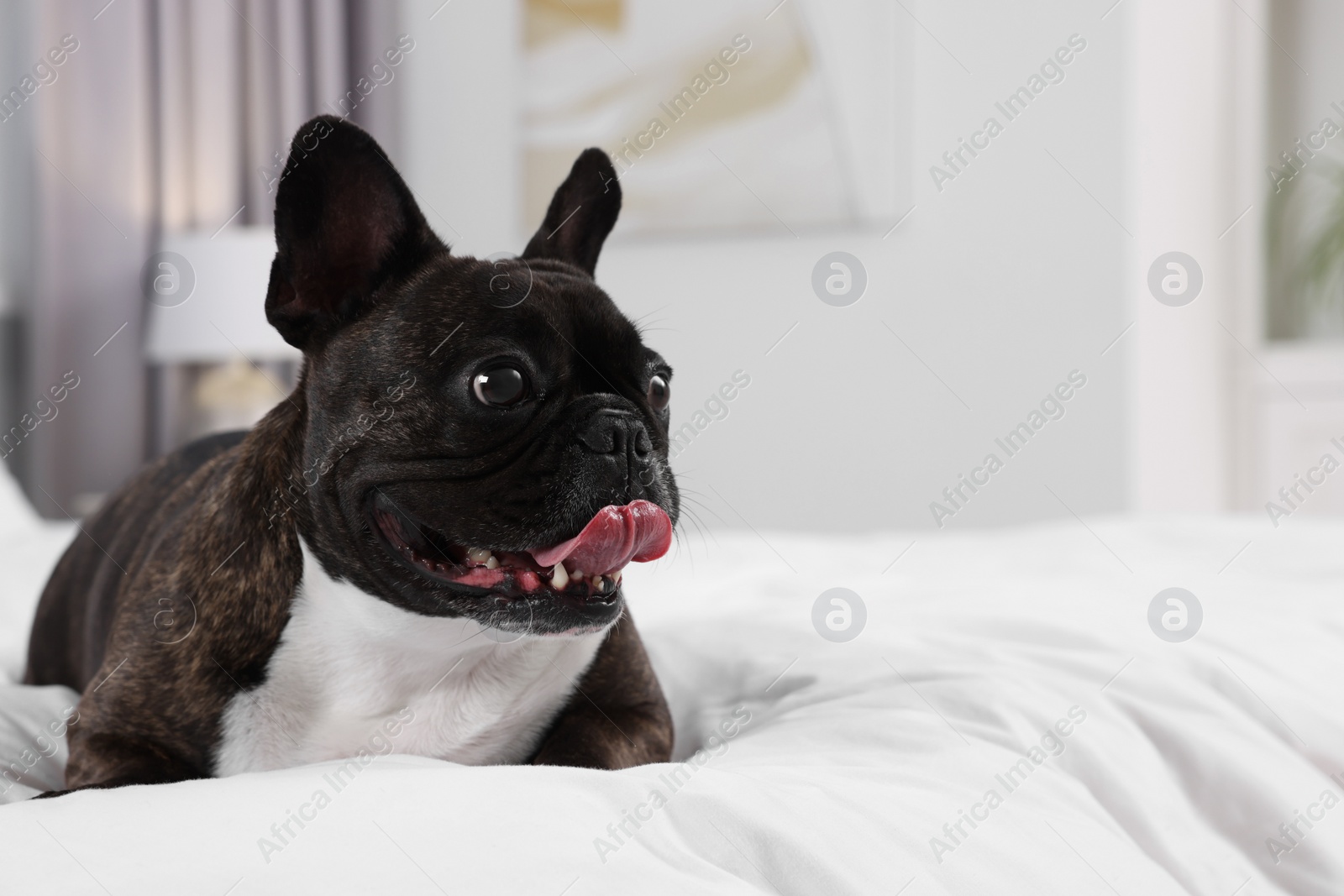 Photo of Adorable French Bulldog lying on bed indoors, space for text. Lovely pet