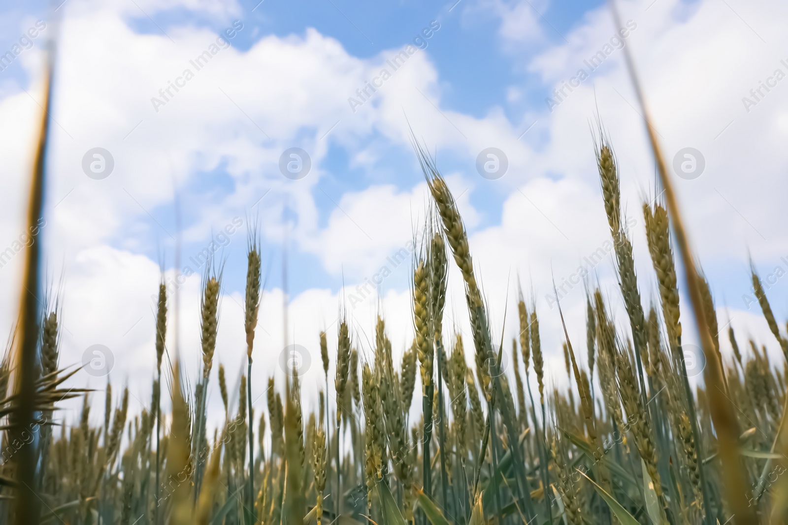 Photo of Agricultural field with ripening cereal crop under cloudy sky, closeup view