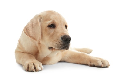 Photo of Cute yellow labrador retriever puppy isolated on white