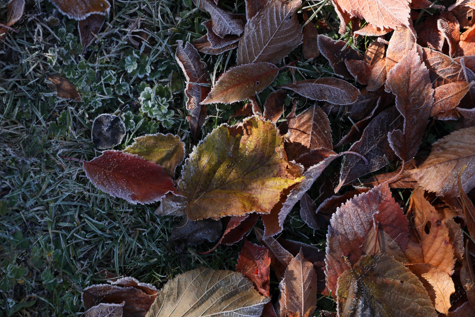 Photo of Beautiful autumn leaves on grass covered with frost outdoors, top view