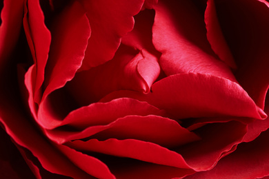 Photo of Closeup view of beautiful blooming rose as background. Floral decor