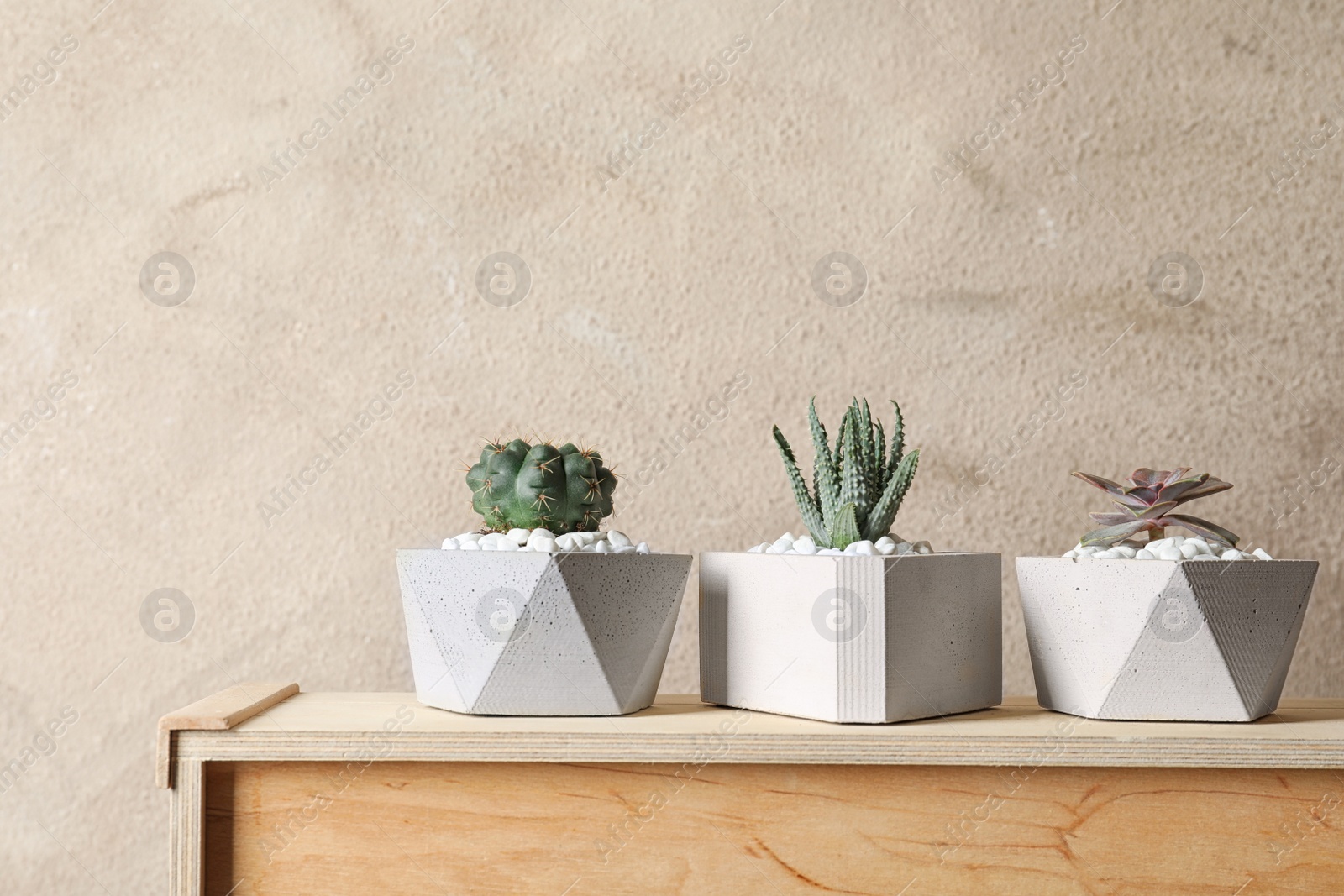 Photo of Beautiful succulent plants in stylish flowerpots on wooden cabinet against brown background, space for text. Home decor