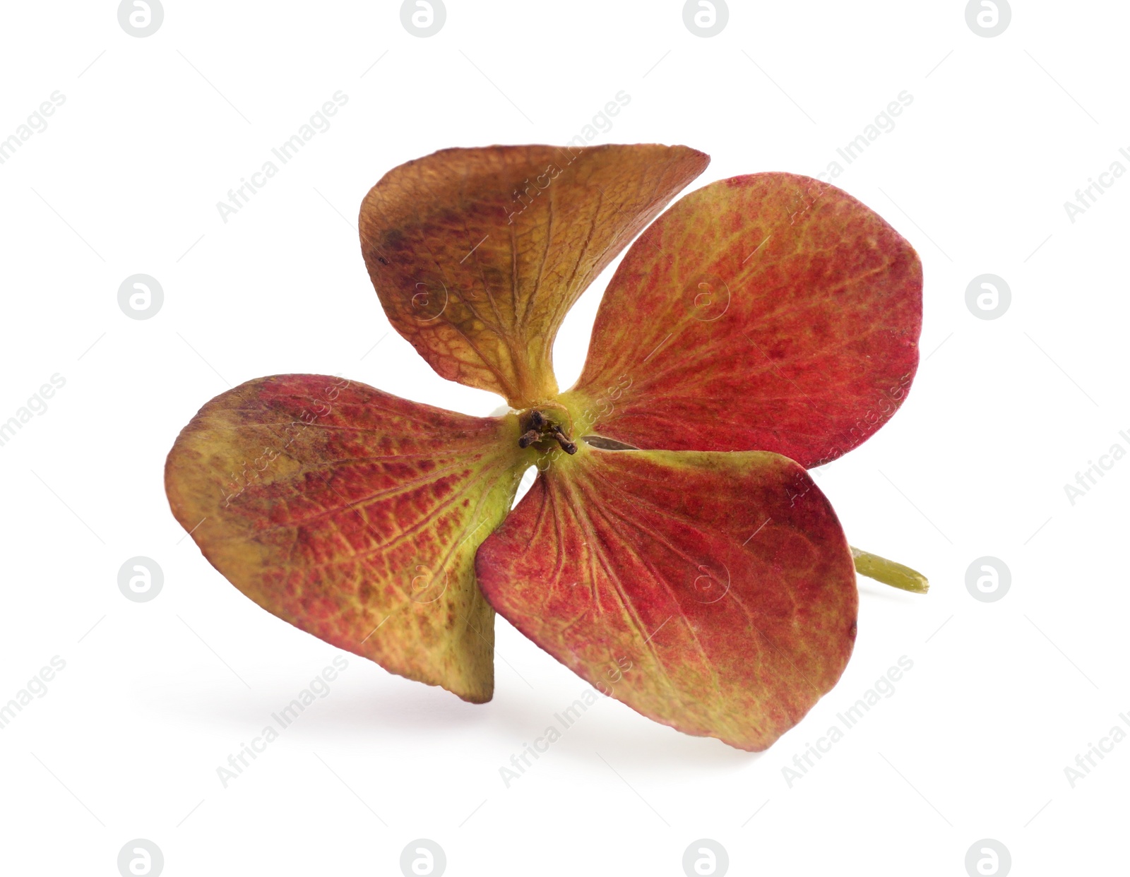 Photo of Beautiful blooming hortensia flower isolated on white