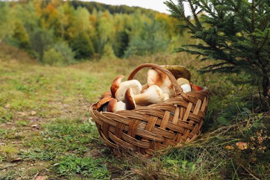 Wicker basket with fresh wild mushrooms outdoors, space for text