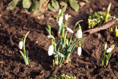 Beautiful snowdrops growing outdoors. Early spring flowers