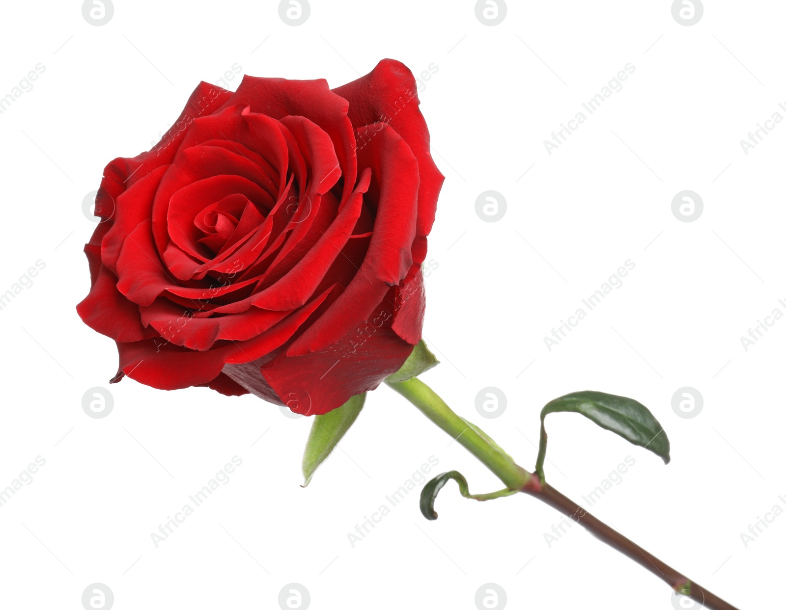 Photo of Beautiful fresh red rose isolated on white