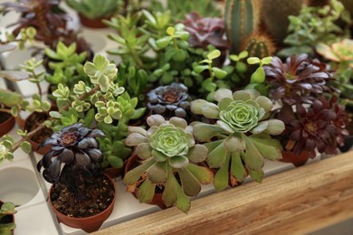 Photo of Many different beautiful succulent plants on table