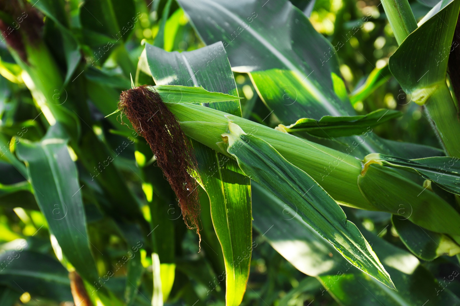 Photo of Ripe corn cob in field, closeup view