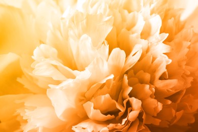 Image of Closeup view of beautiful light orange peony flower