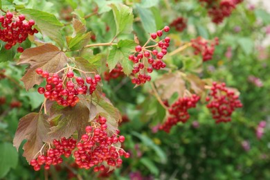 Photo of Beautiful Viburnum shrub with bright berries growing outdoors, space for text