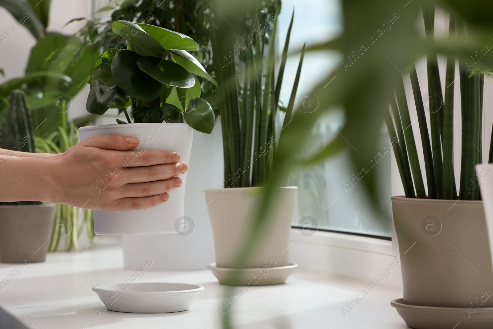 Photo of Woman holding pot with beautiful peperomia plant over windowsill indoors, closeup