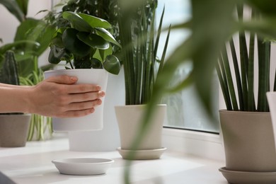 Photo of Woman holding pot with beautiful peperomia plant over windowsill indoors, closeup