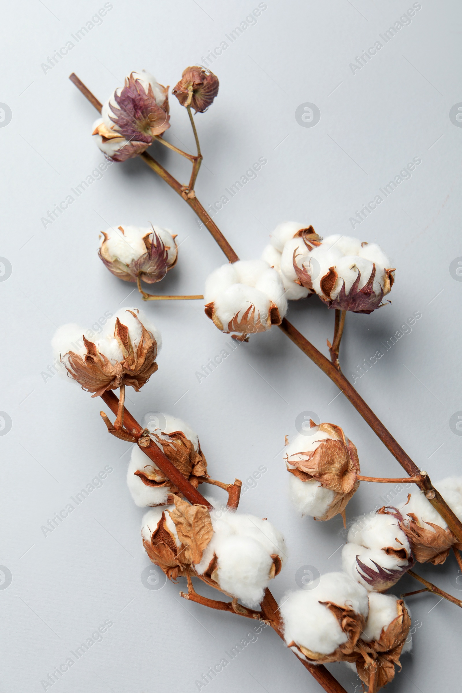 Photo of Dried cotton branches with fluffy flowers on white background, flat lay