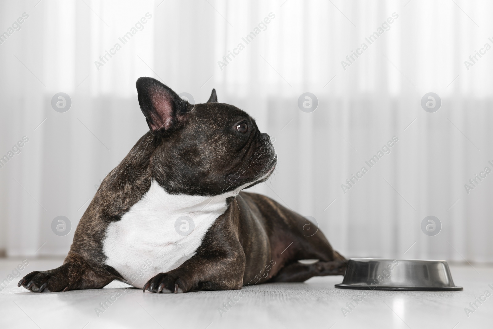 Photo of Adorable French Bulldog near bowl indoors. Lovely pet