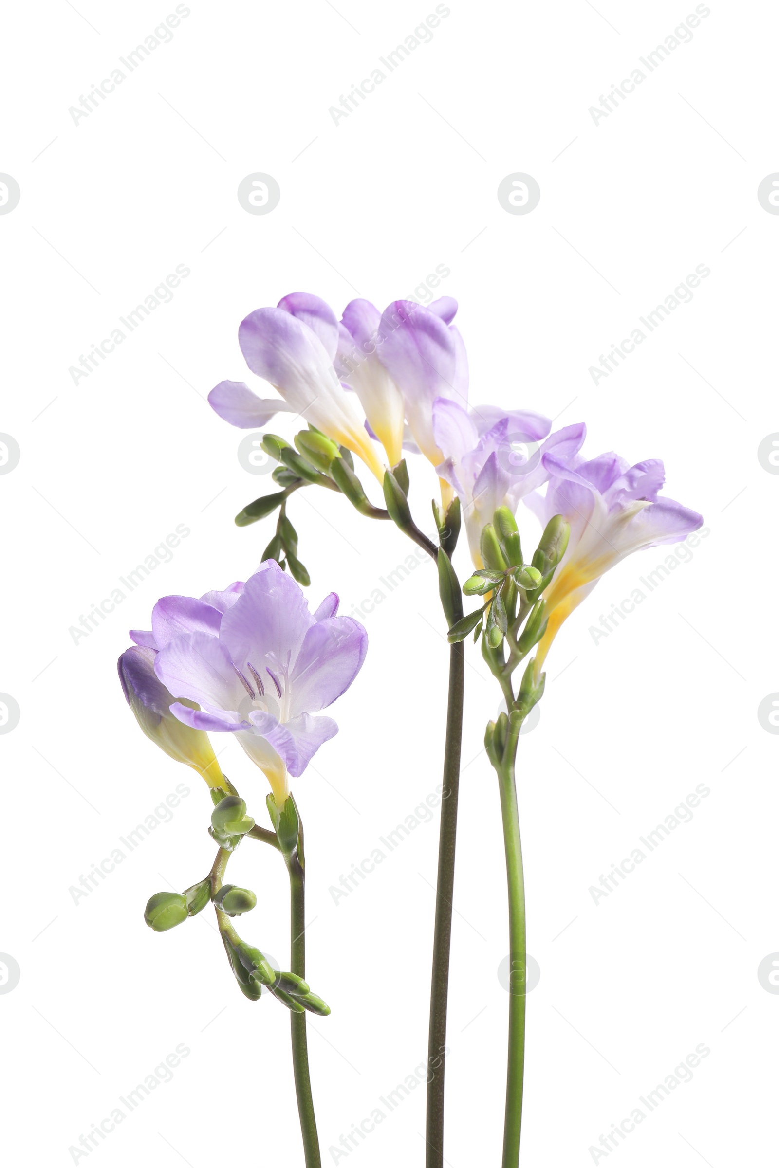 Photo of Beautiful violet freesia flowers isolated on white