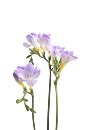 Photo of Beautiful violet freesia flowers isolated on white