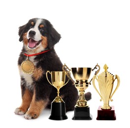 Cute Bernese Mountain dog with gold medal and trophy cups on white background