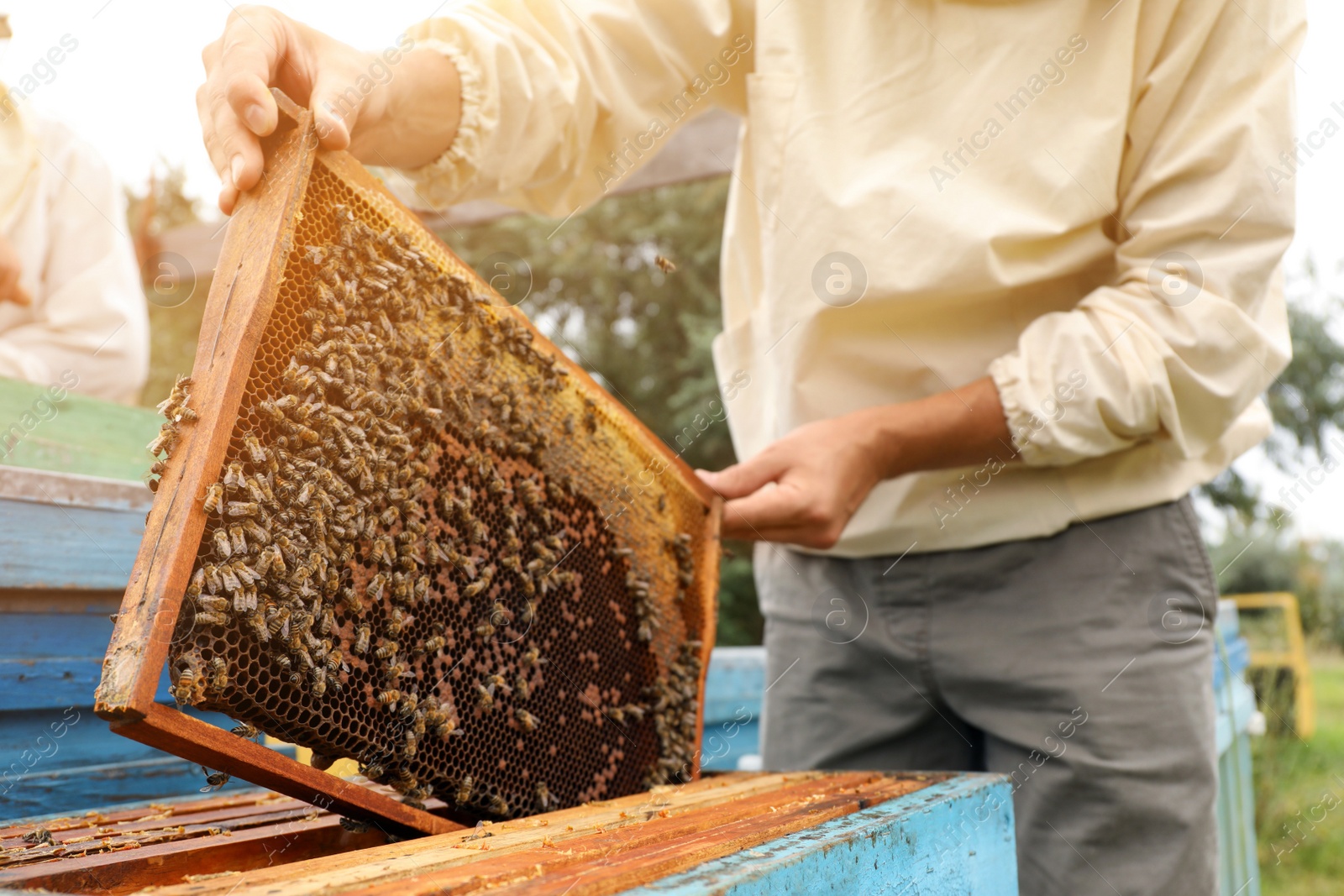 Photo of Beekeeper in uniform taking frame from hive at apiary, closeup. Harvesting honey