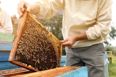 Beekeeper in uniform taking frame from hive at apiary, closeup. Harvesting honey